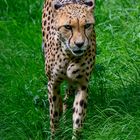 Cheeta