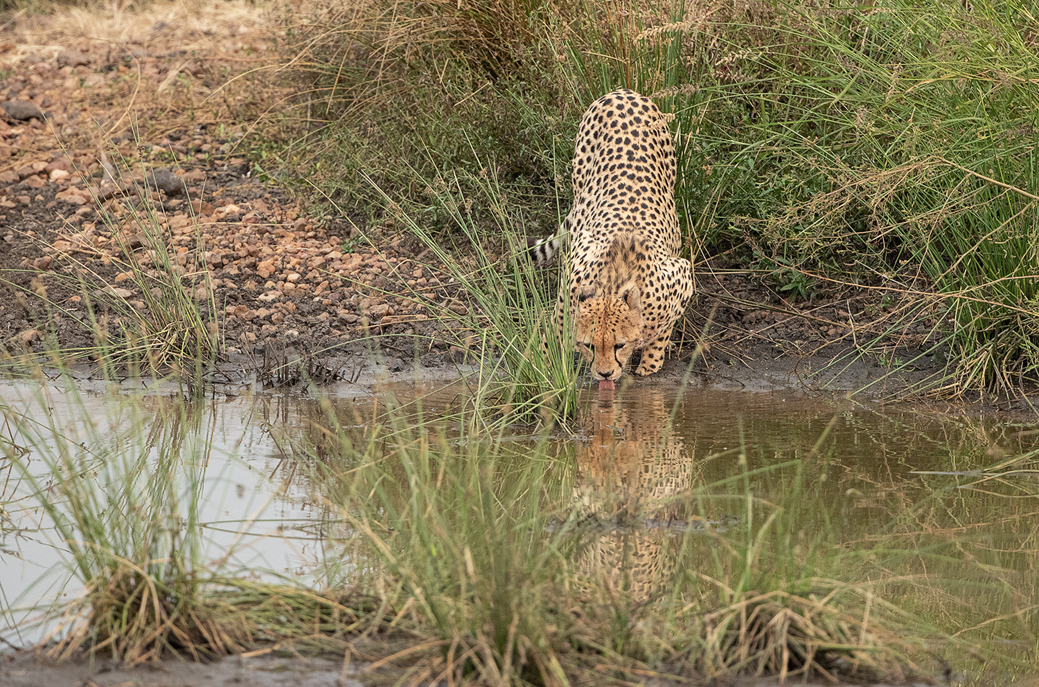 *** Cheeta hat Durst ***