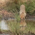 *** Cheeta hat Durst ***