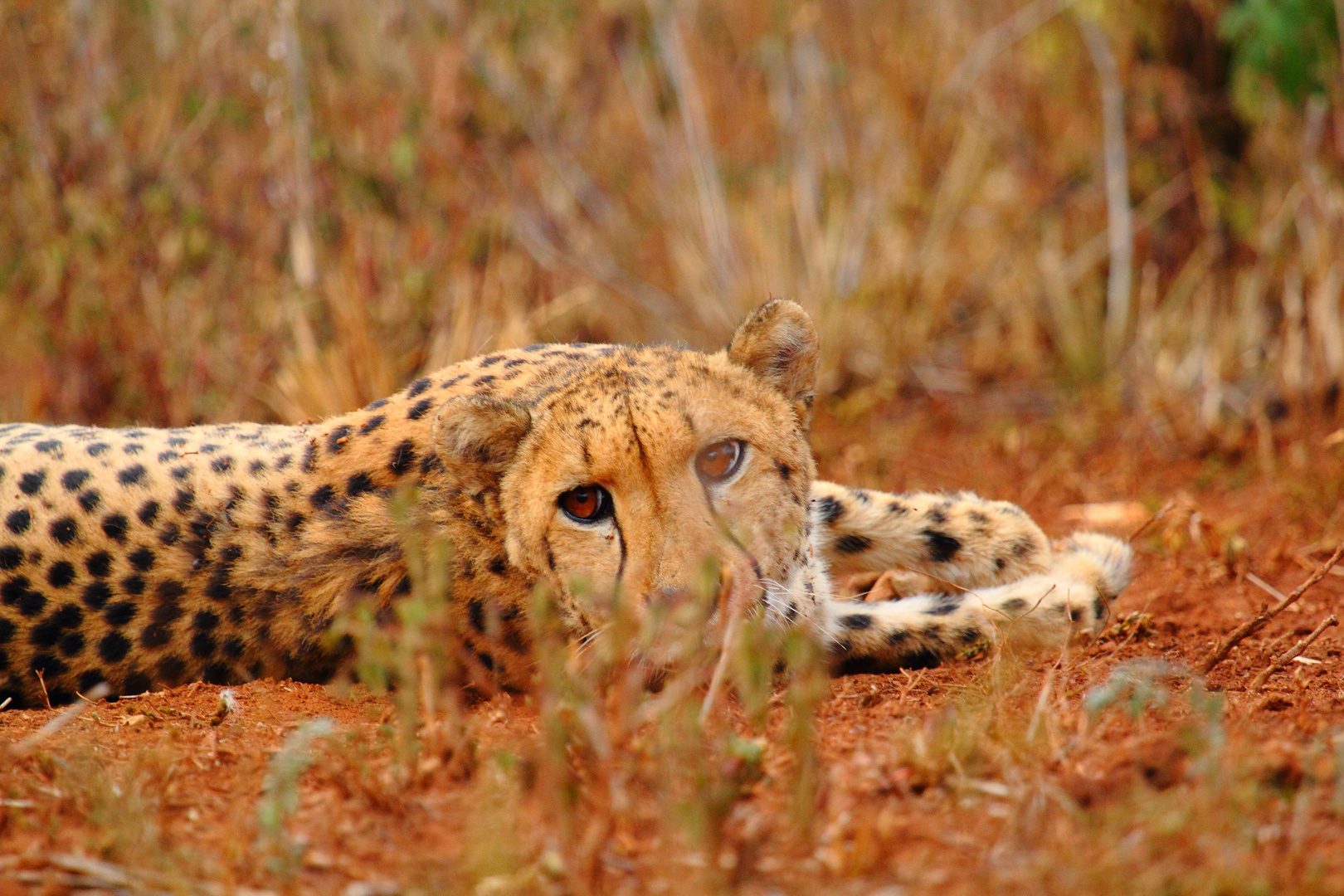 Cheeta im Schatten des Busches