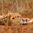 Cheeta im Schatten des Busches