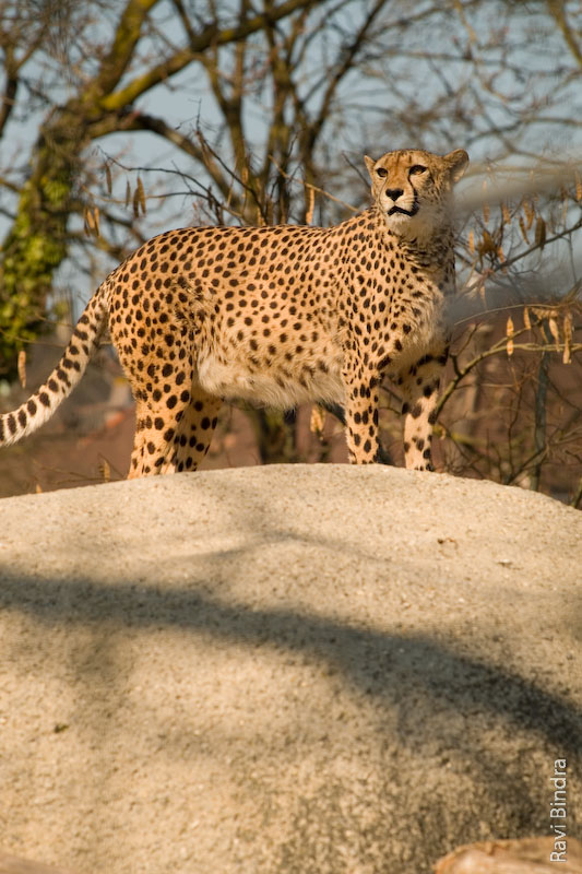 Cheetah-01