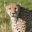 Cheetah