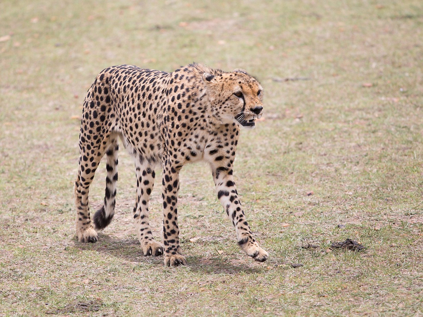 Cheetah