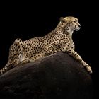 cheetah