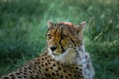 Cheetah