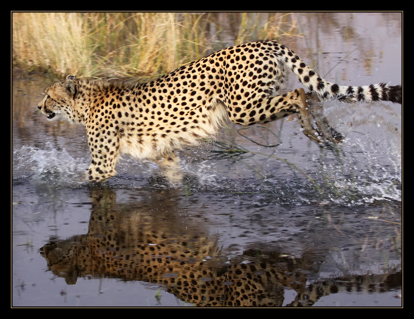 Cheetah (1) ... Moremi Game Reserve