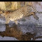 Cheetah (1) ... Moremi Game Reserve