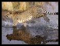 Cheetah (1) ... Moremi Game Reserve von Christa und Bernd 