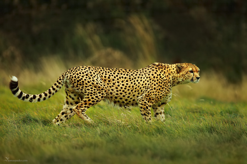 Cheetah