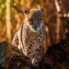 Cheetah