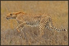 cheetah