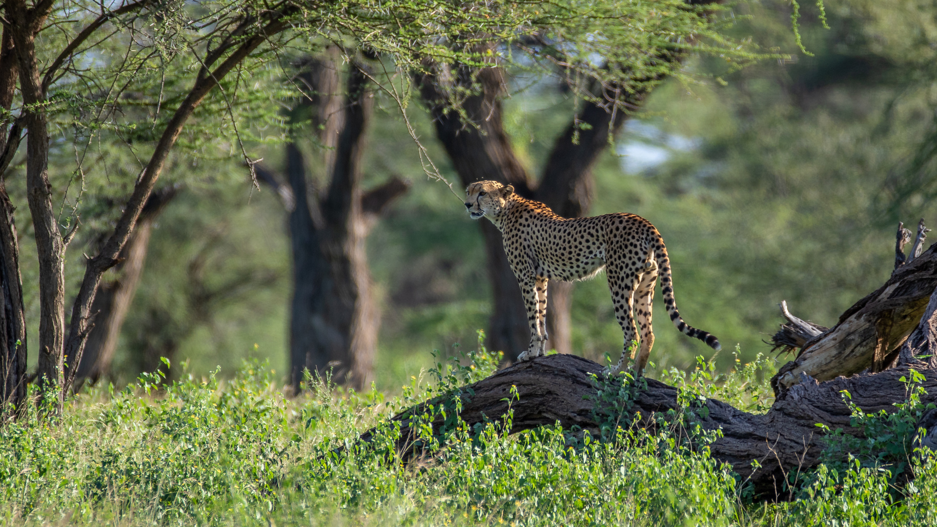 Cheetah