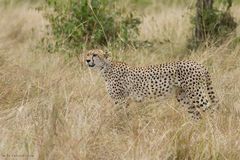 Cheetah-18