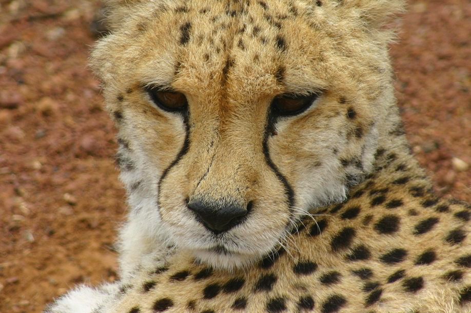 Cheetah