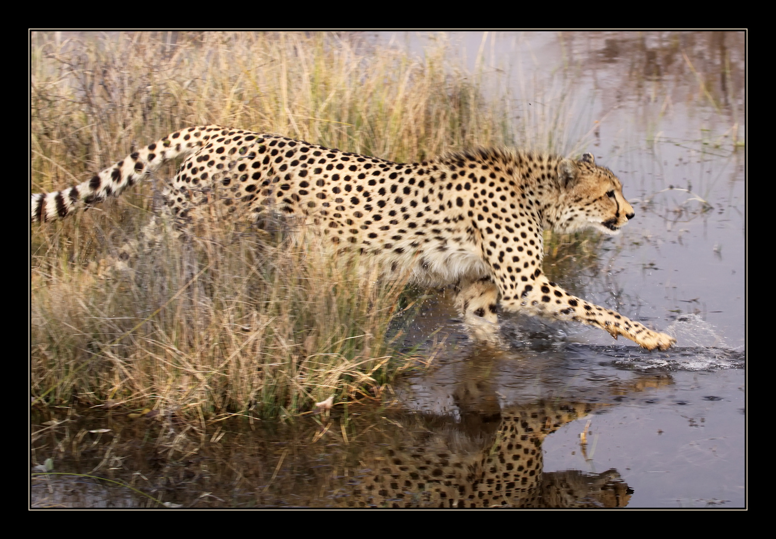 Cheetah (2) ... Moremi Game Reserve