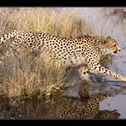 Cheetah (2) ... Moremi Game Reserve
