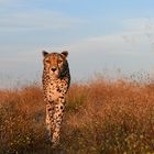 Cheetah 2018