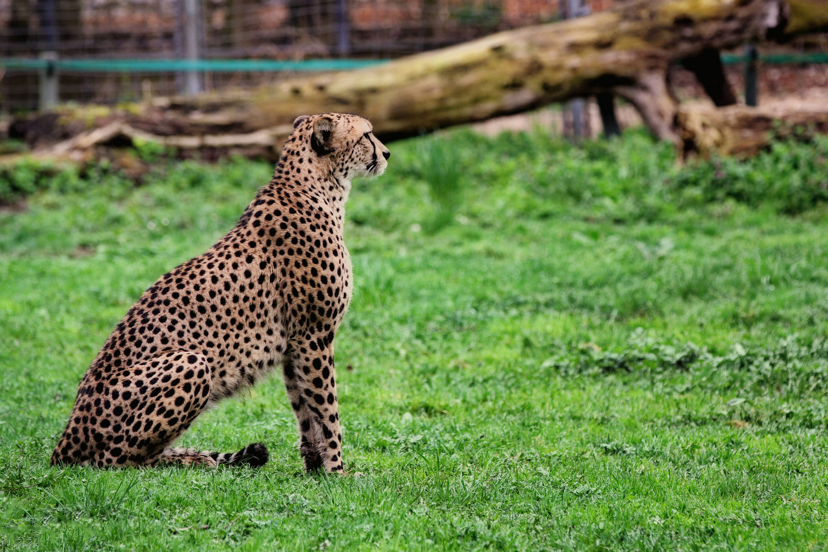 Cheetah