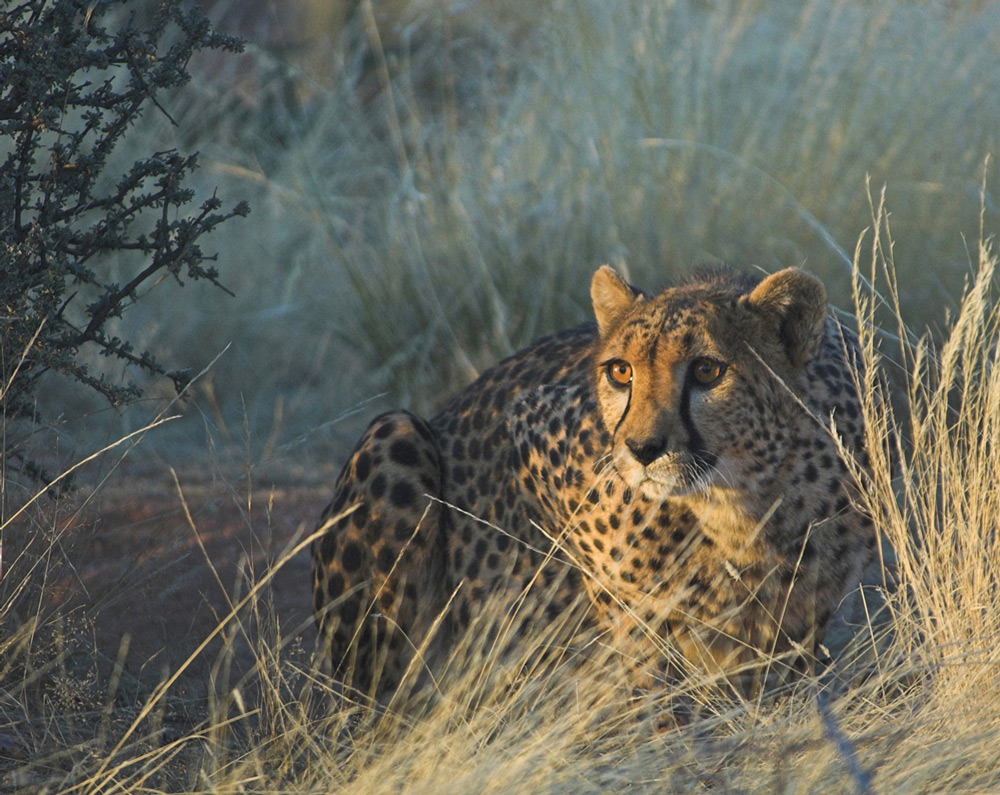 Cheetah