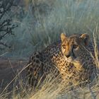 Cheetah