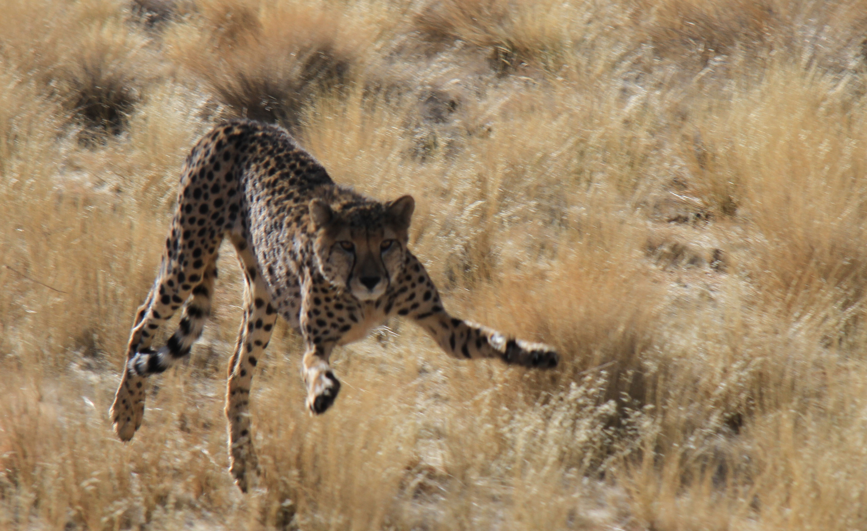 cheetah