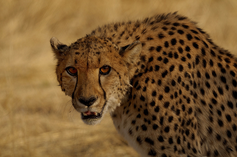 Cheetah