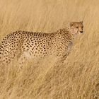 Cheetah