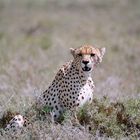 cheetah