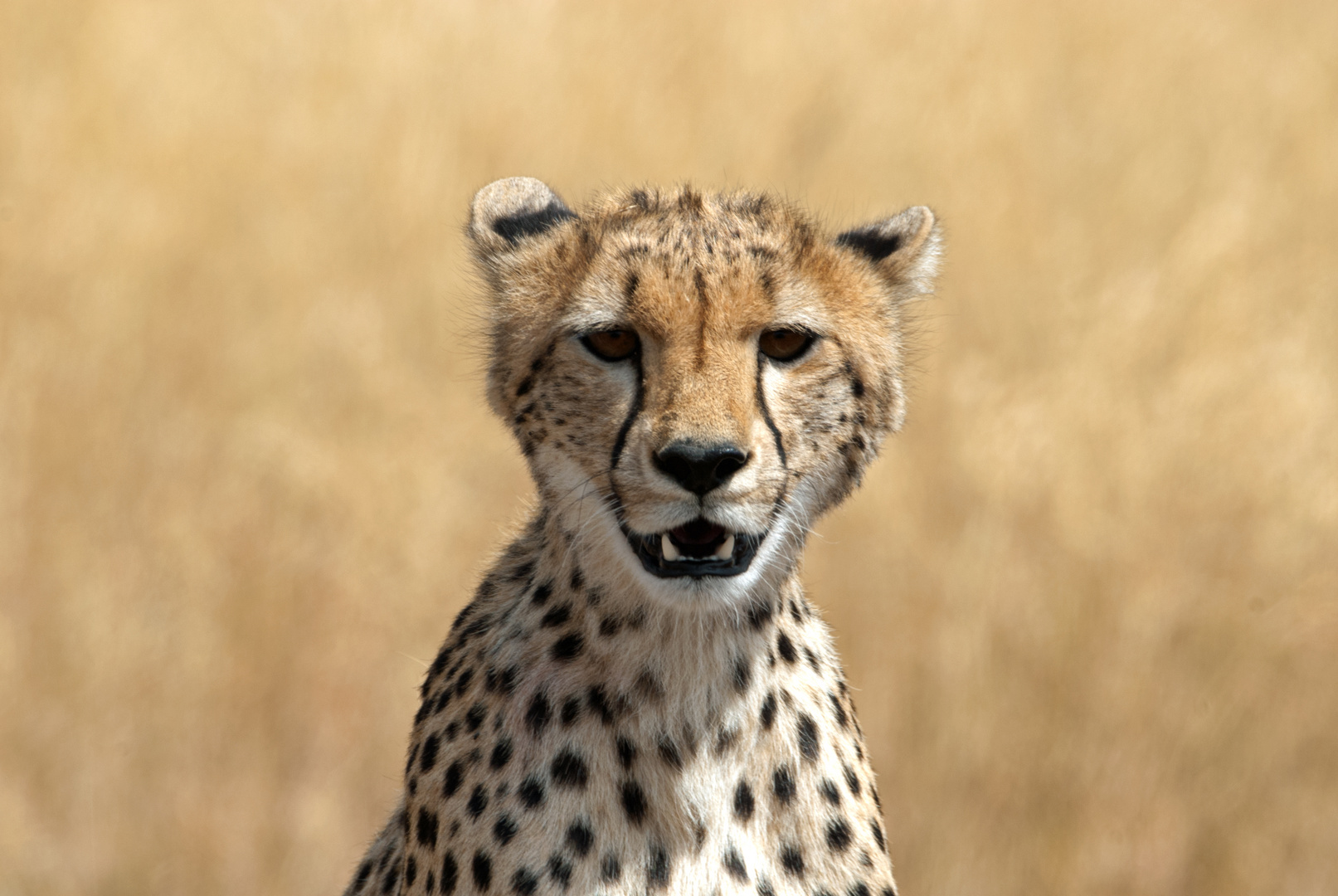 cheetah