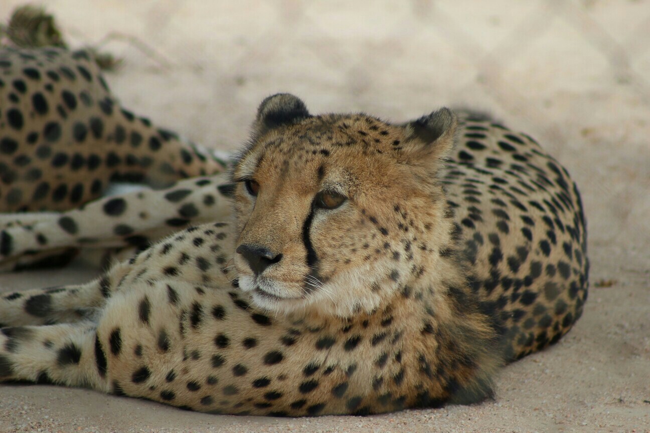 Cheetah