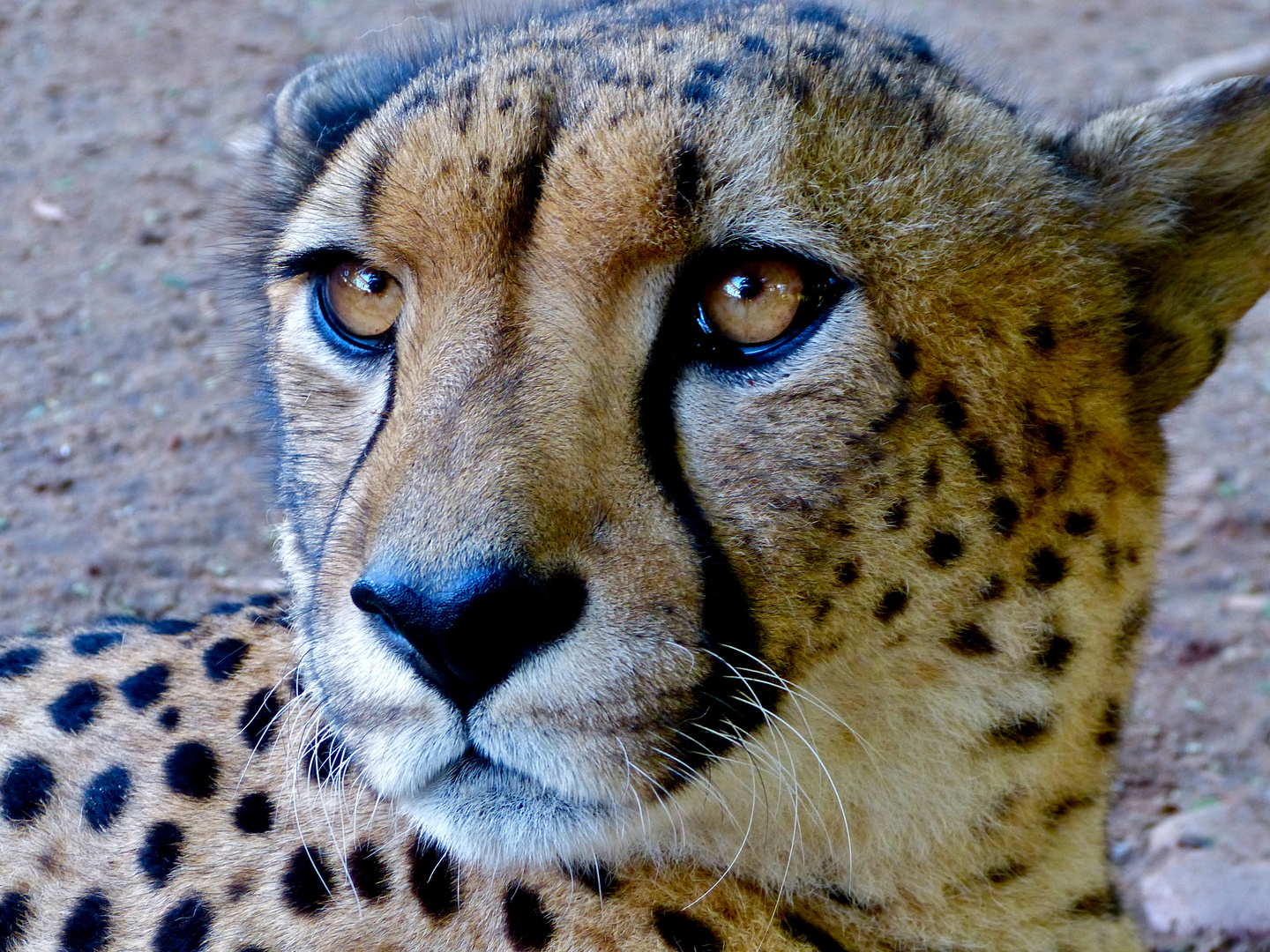 Cheetah