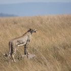 Cheetah-4