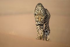 Cheetah 4