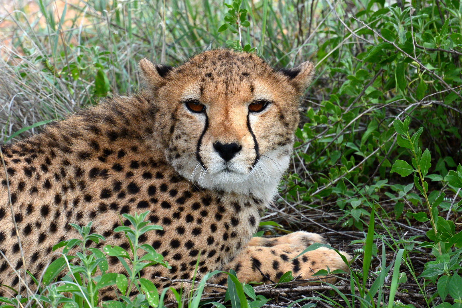 Cheetah