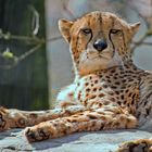 Cheetah