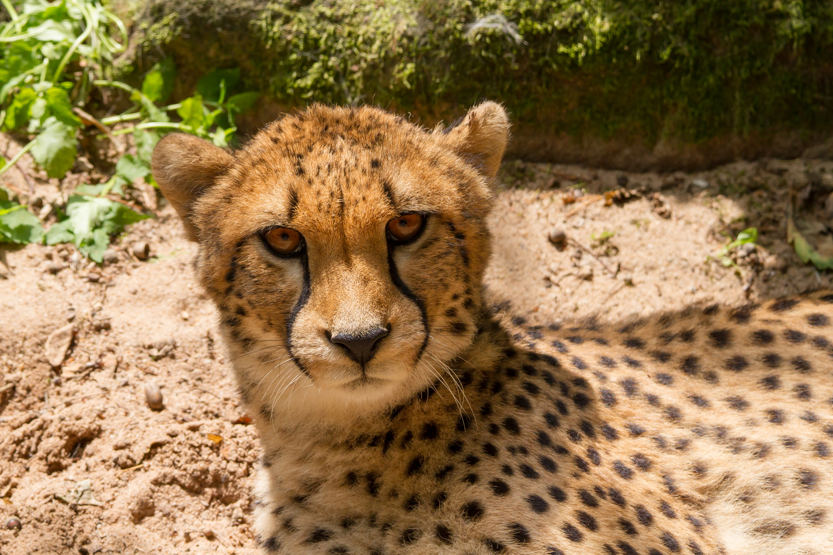 Cheetah