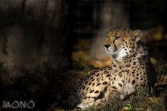 cheetah_