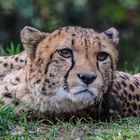 Cheetah