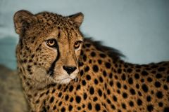 cheetah