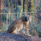 Cheetah