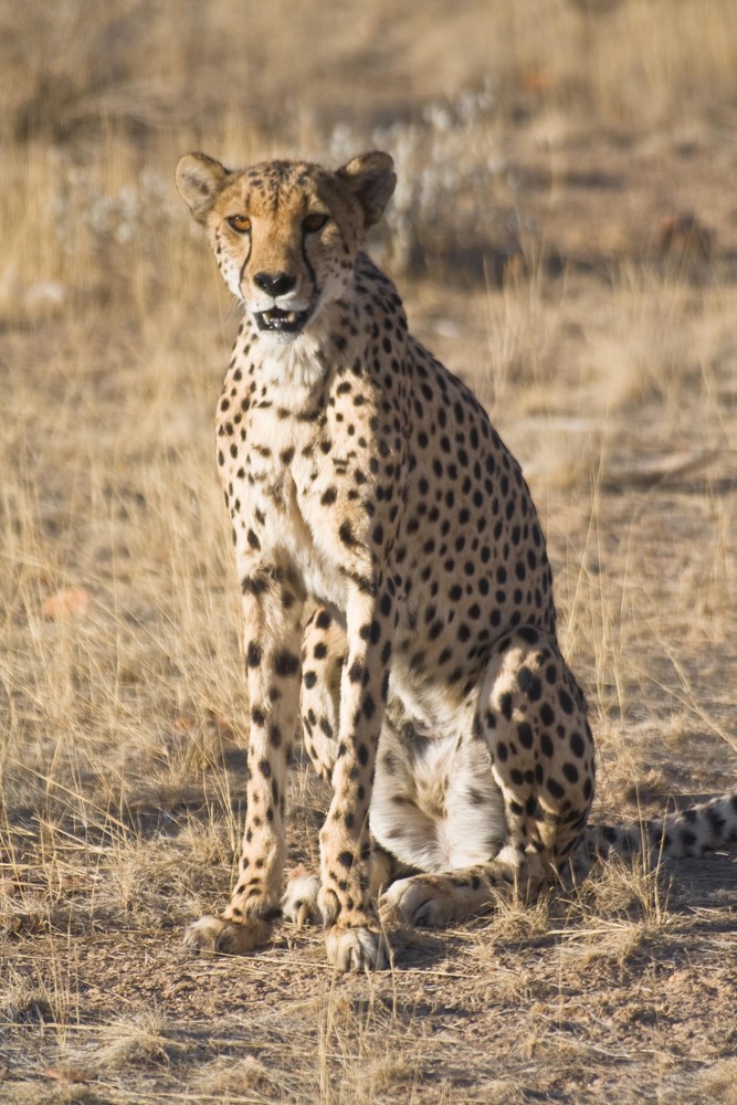 Cheetah