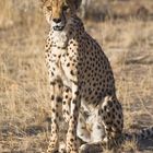 Cheetah