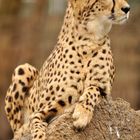 cheetah