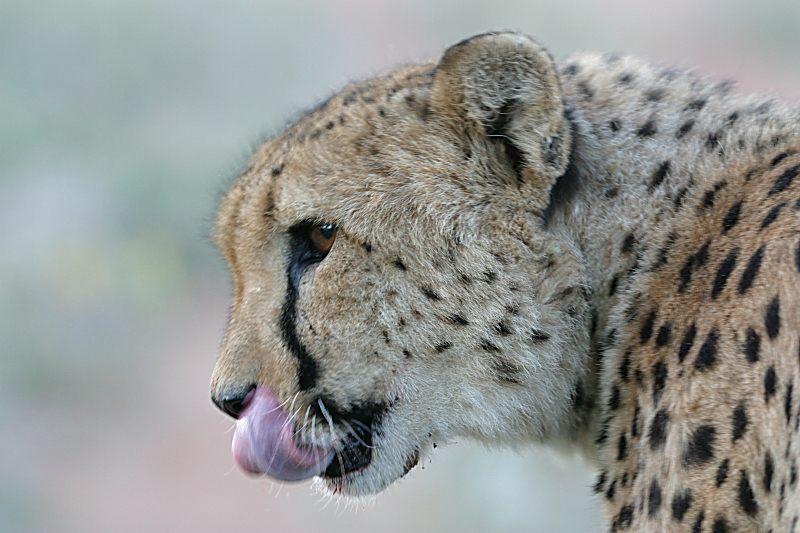 Cheetah