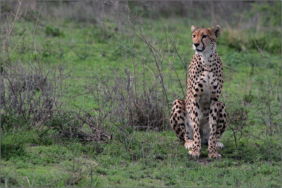 cheetah