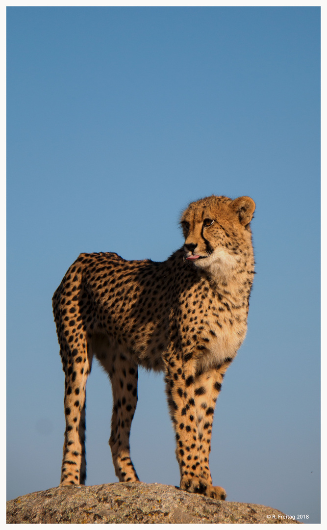 Cheetah