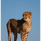 Cheetah