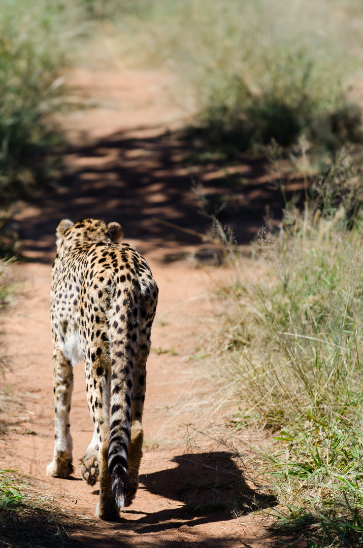 Cheetah