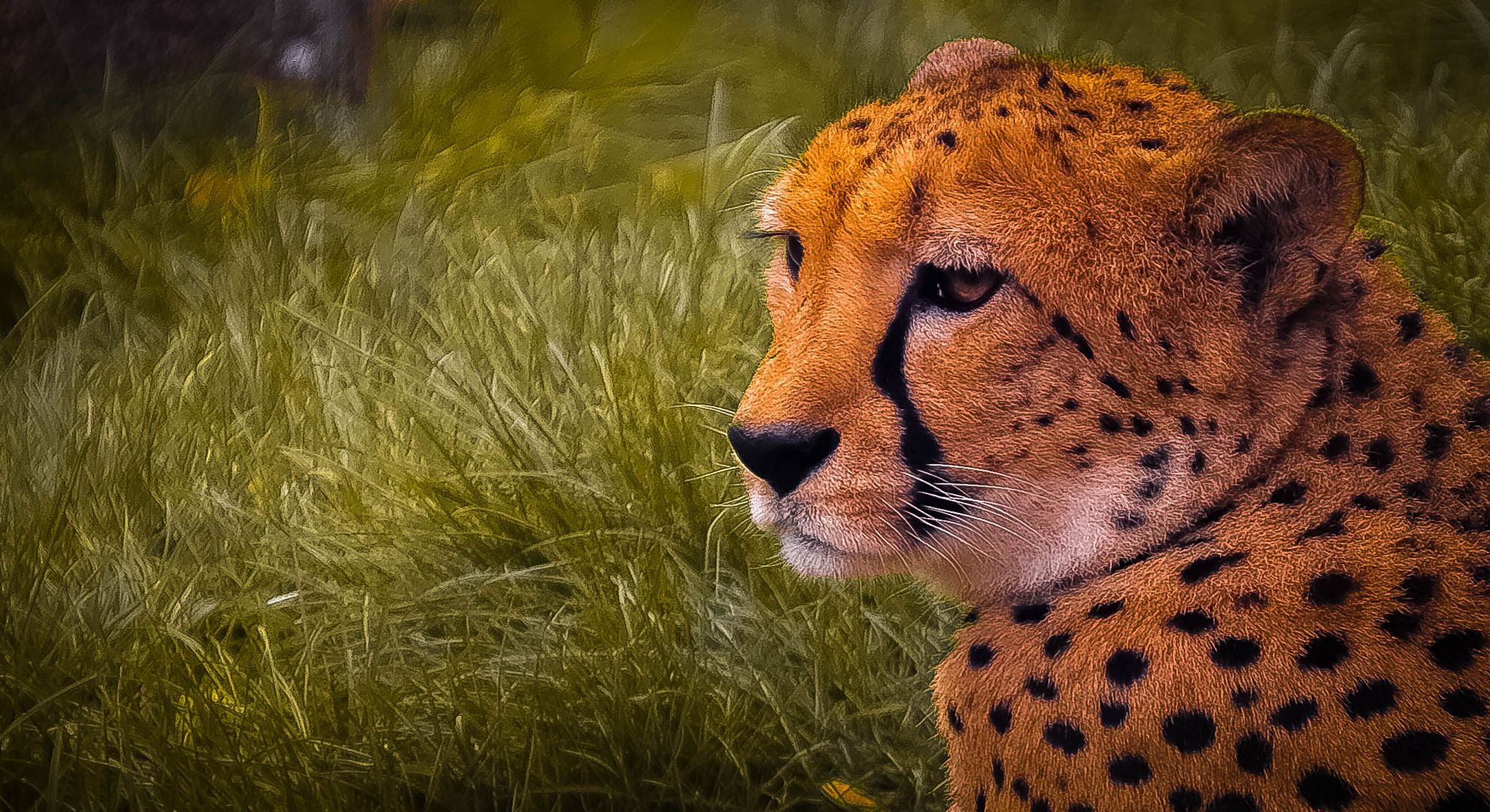 Cheetah